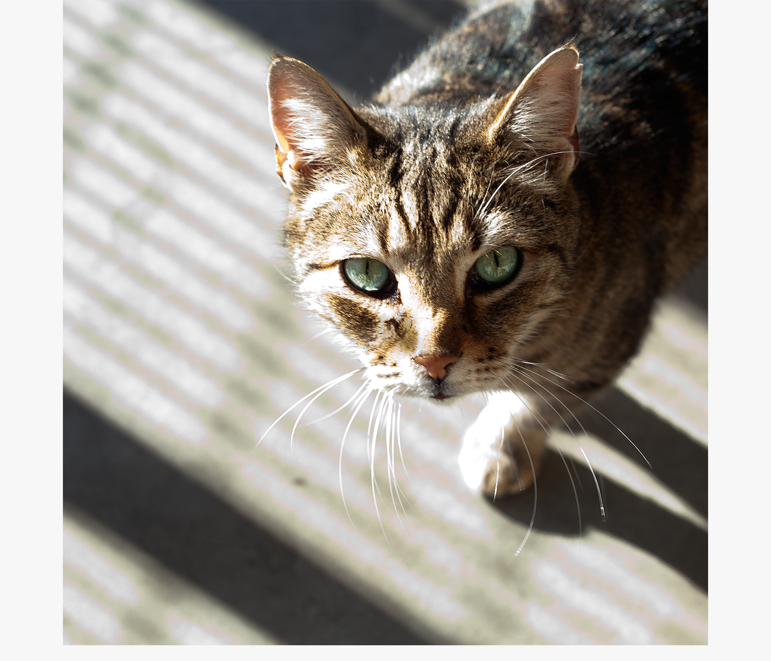 Branding Het Blauwe Kruis van België - picture cat